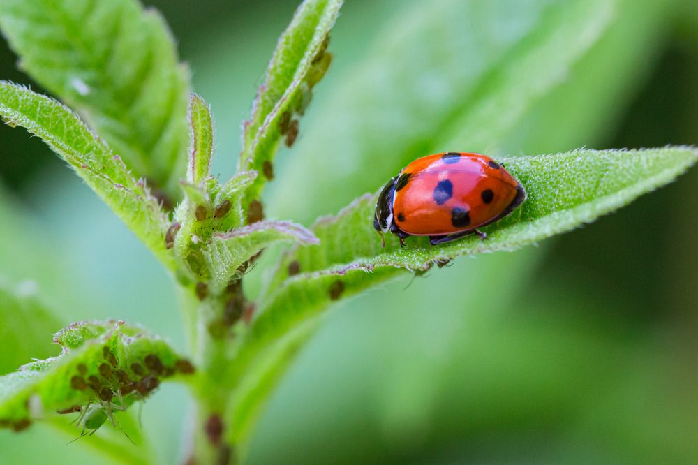 photo of Cannabis Grow Problems Caused by Nasty Pests and How to Kill Them Fast image