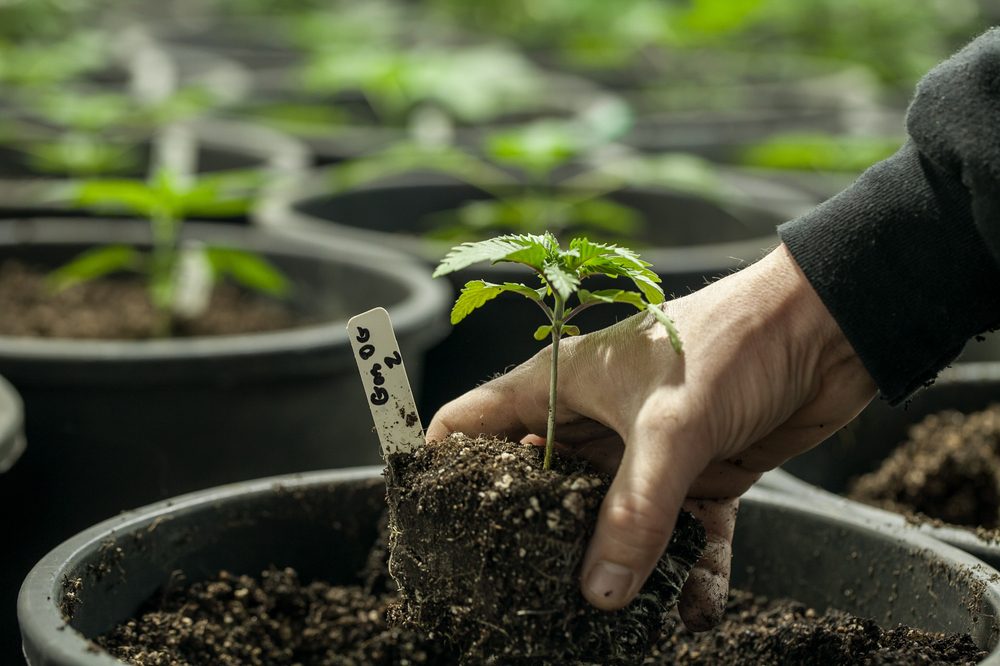 common grow problems represented by person't hand putting cannabis plant into pot