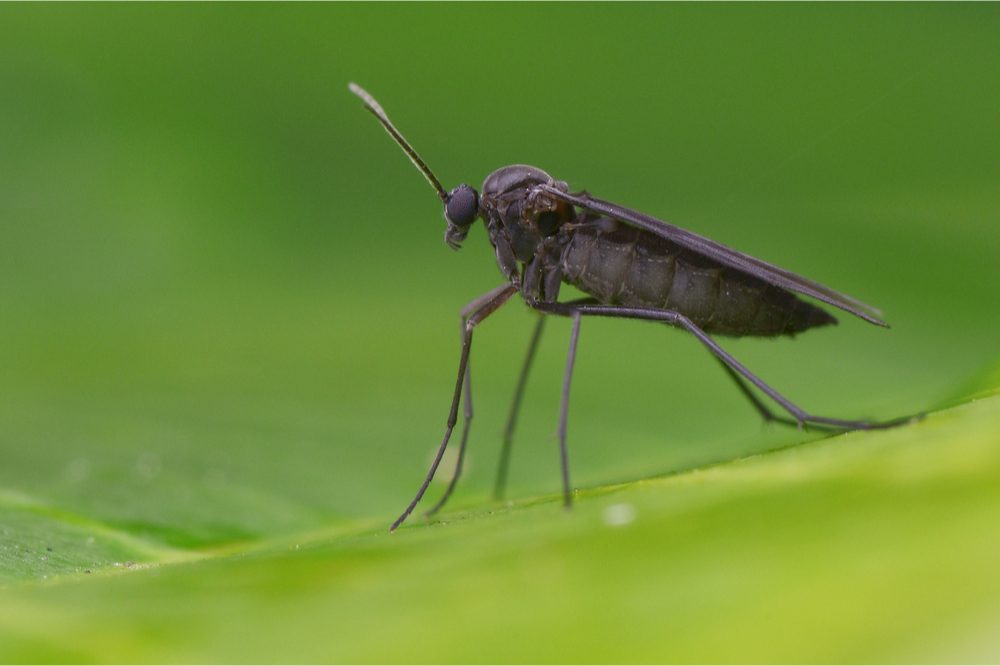 common grow problems represented by fungus gnat