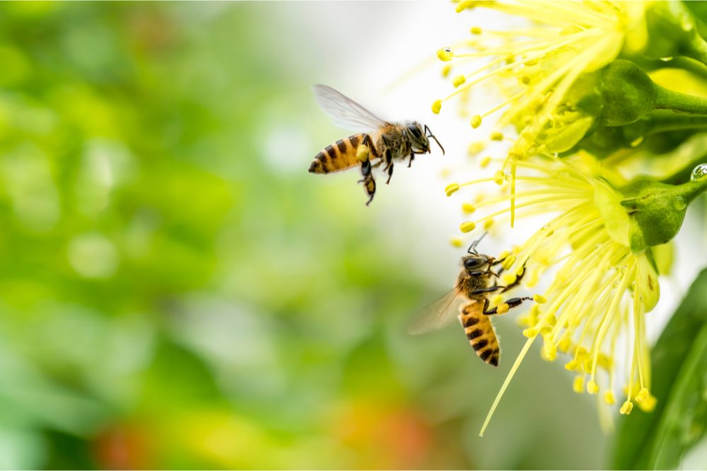 geraniol is a chemical these bees release onto flowers