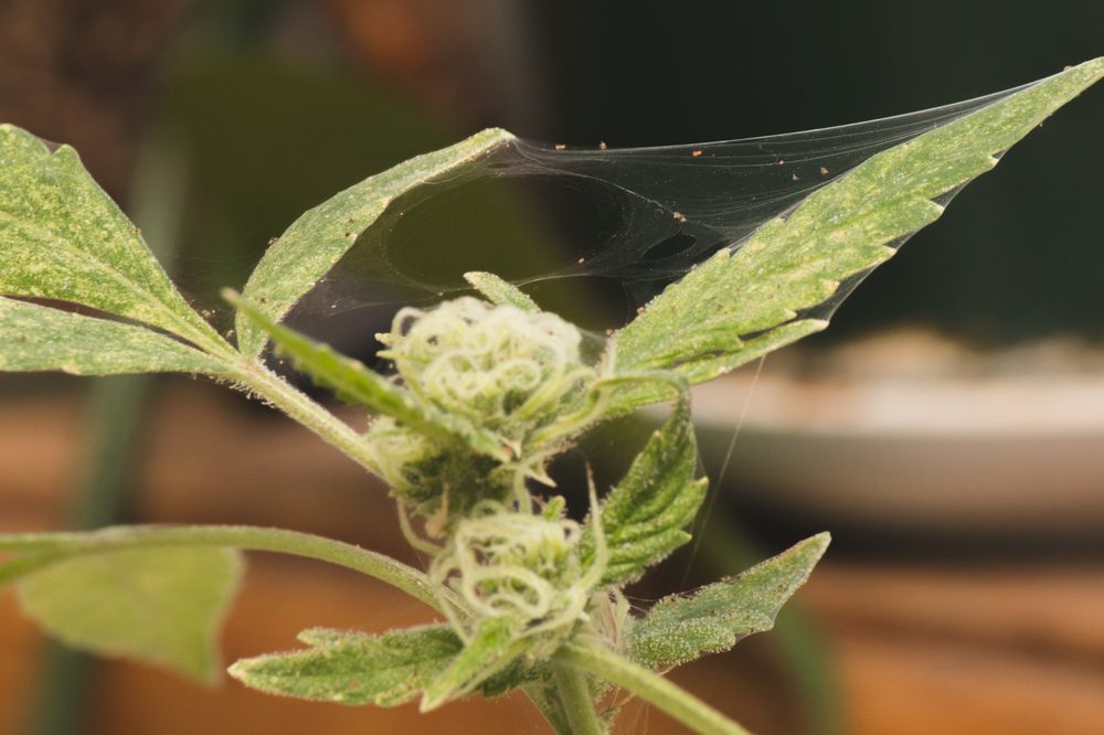 A cannabis plant plagued by spider mites, integrated pest management could help growers avoid this scenario