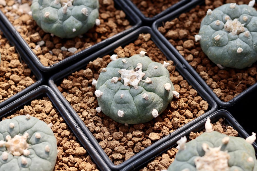Peyote in a potting plant. The healing cactus is found in Mexico and America's south west