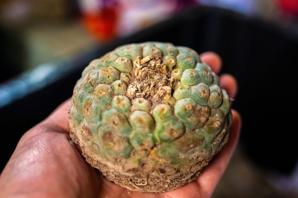 Peyote: Other Plants That are Healing Allies