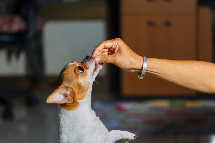 cbd treats for dogs represented by person holding out treat for happy chihuahua