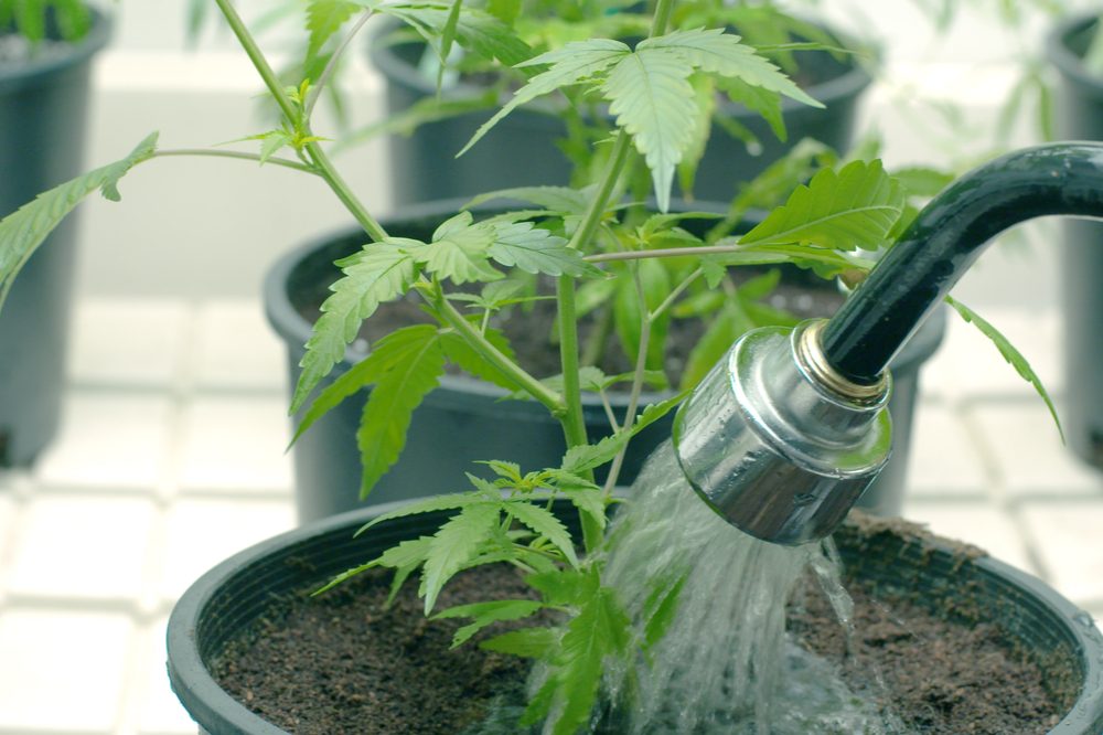 cannabis plant in pot being watered