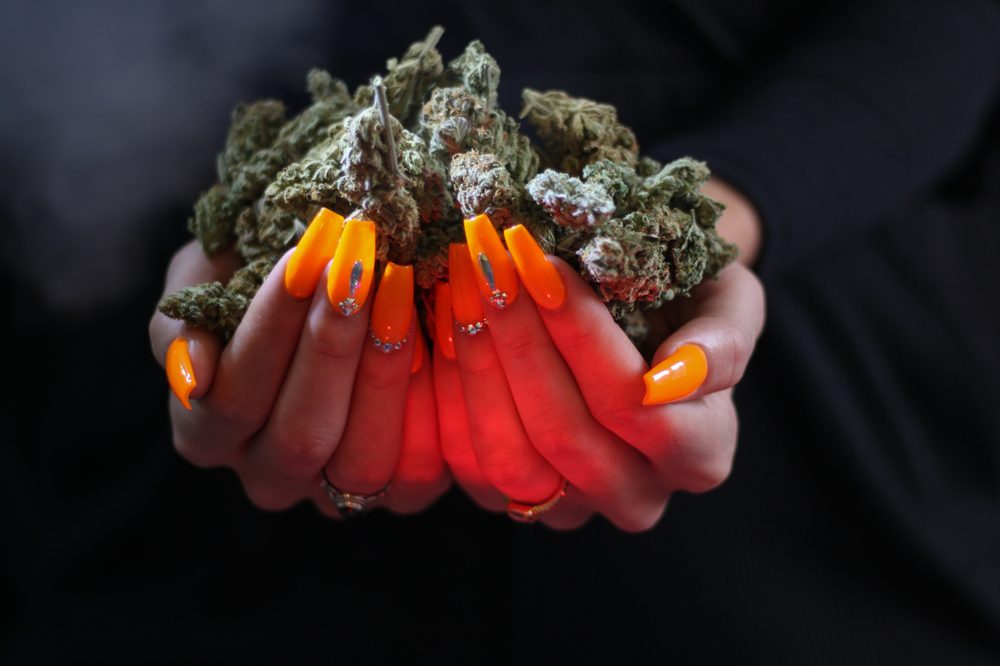 Orange nailed hands hold cannabis buds, the weed manicure is a way for people to show their passion for cannabis