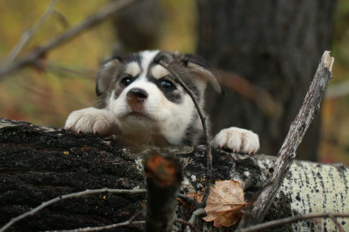 natural pet toys could benefit this husky puppy as soon as his teeth are good