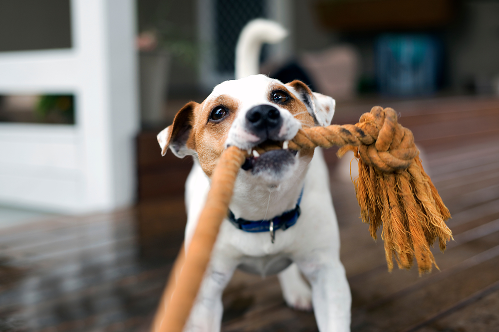 How to Play Tug-of-War with Dogs Without Building Aggression