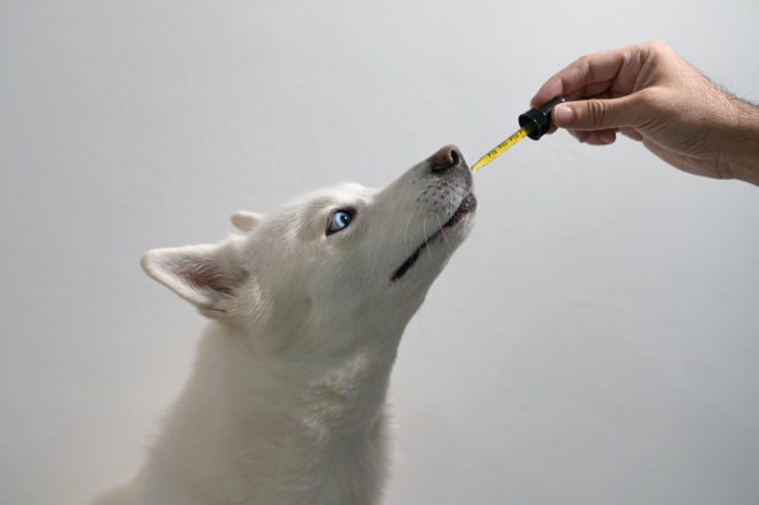 How to Dispense CBD to Pets That Are Not Into it