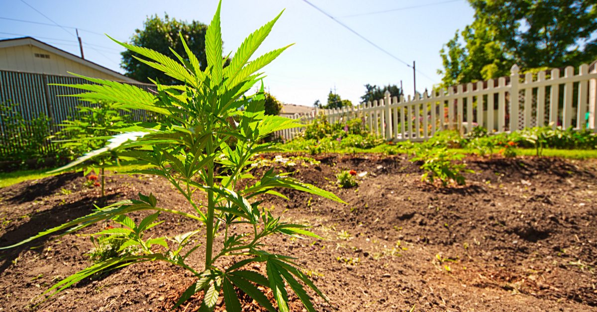 landscape with cannabis represented by outdoor cannabis grow