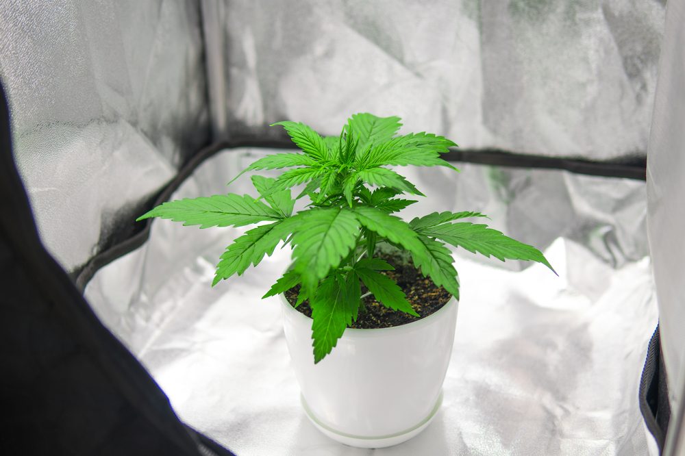 growing cannabis in small spaces represented by small potted pot plant in grow tent