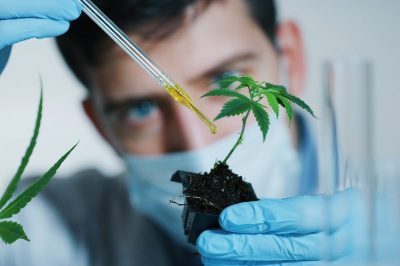 Ancient Cannabis Root Medicine Gets Modern Day Attention from Science