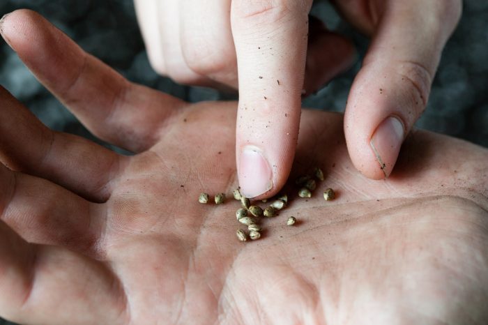 sustainability in cannabis represented by fingers touching seeds in palm
