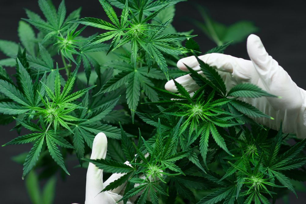 newly budding cannabis plants