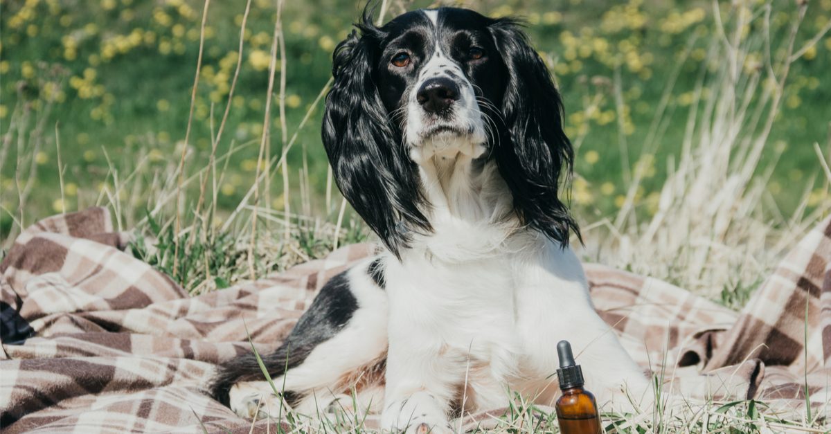 is cbd legal for pets represented by dog looking curious next to cbd bottle in field