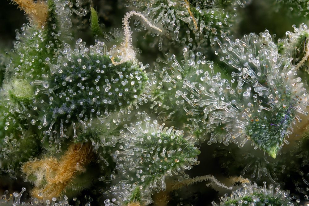 How to Max Out the Terpenes in Your Next Grow