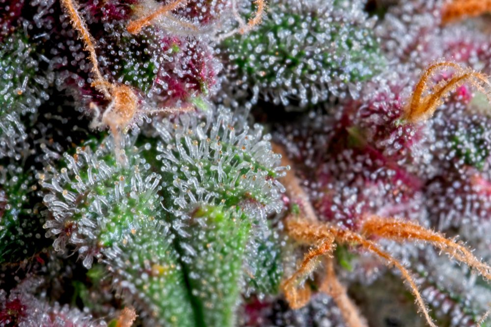 close up of cannabis leaf showing trichomes representing potent pain relief