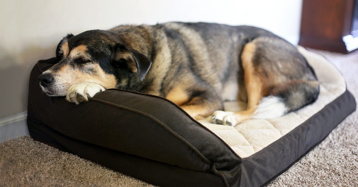treating canine arthritis represented by arthritic dog in dog bed