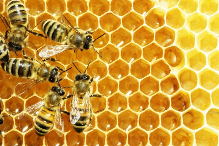 New Hemp Infusion Technology Gets the Buzz From the Bees