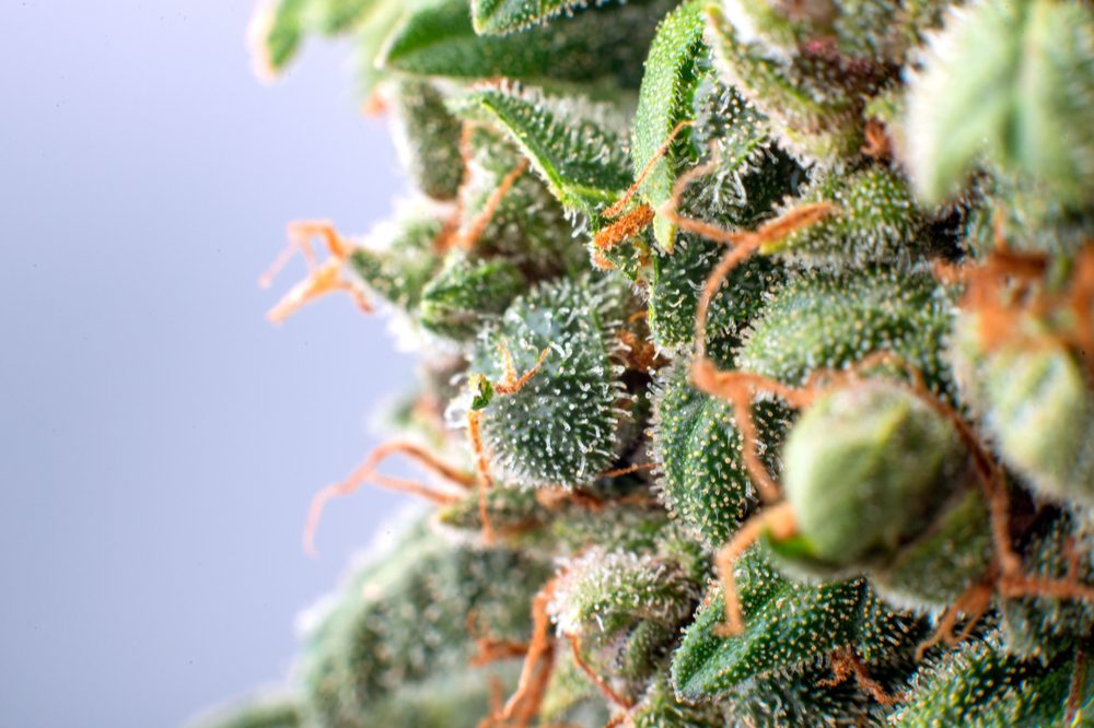 covid and cannabis research represented by cannabis trichome close up