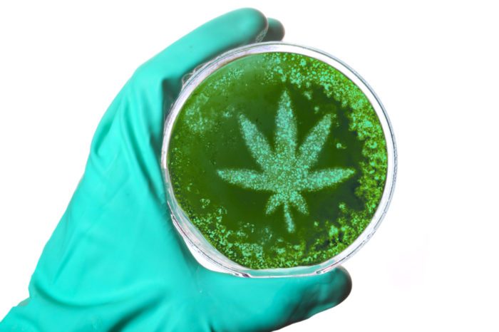 deadly lung infection represented by hand holding petri dish with weed leaf on it