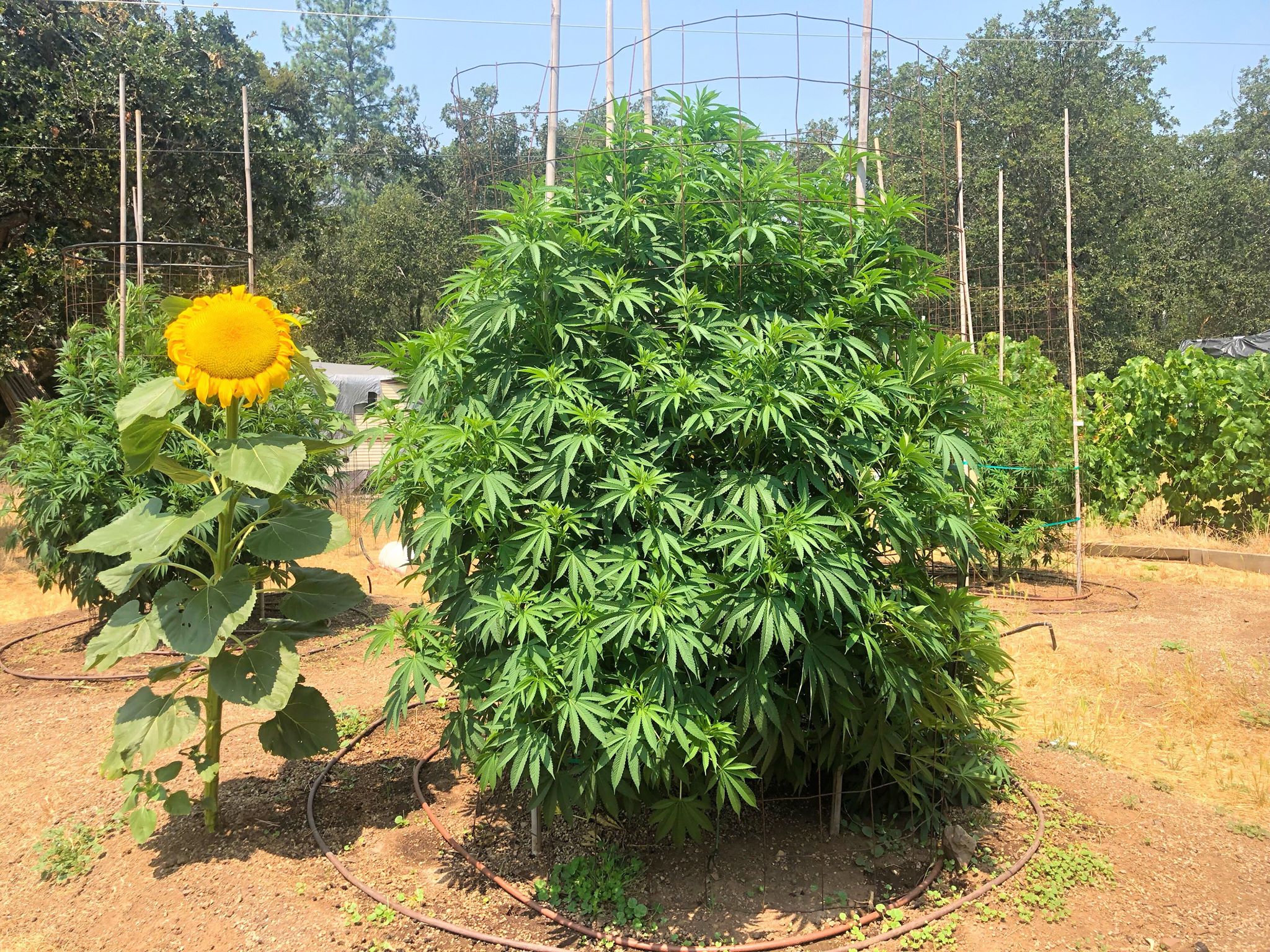 How to Grow Cannabis At Home Everything You Need to Know RxLeaf