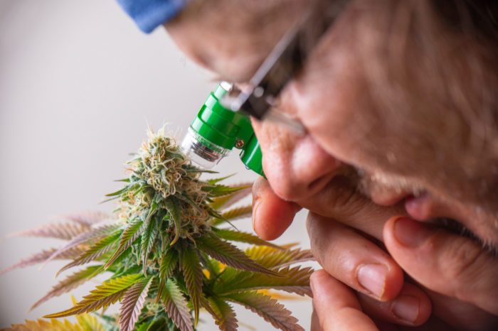 Lawsuit Launched Against Cannabis Companies for Mislabeling