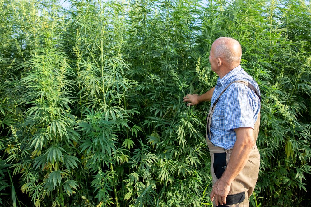mislabelling represented by cannabis inspector looking at growing plants