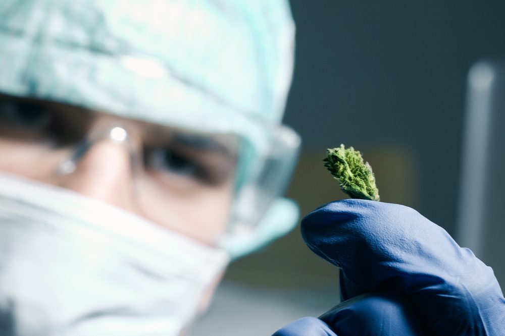 cannabinoid content represented by researcher eyeing bud
