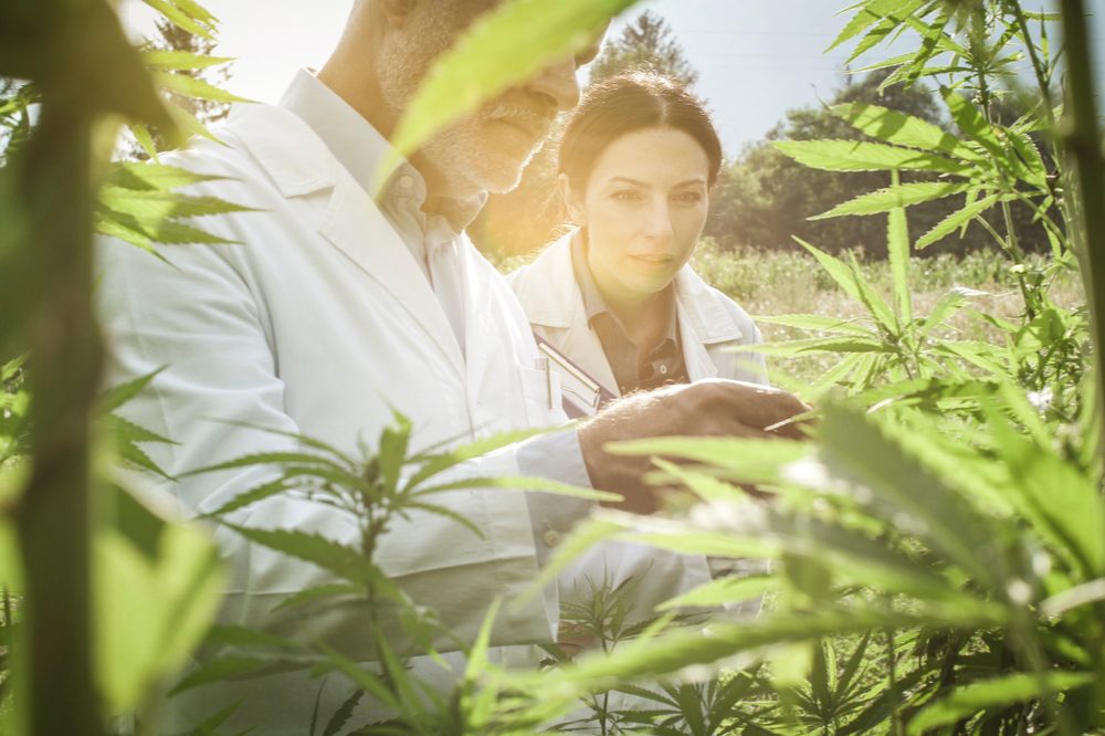 cannabis cures cancer represented by male and female scientists looking at cannabis plants