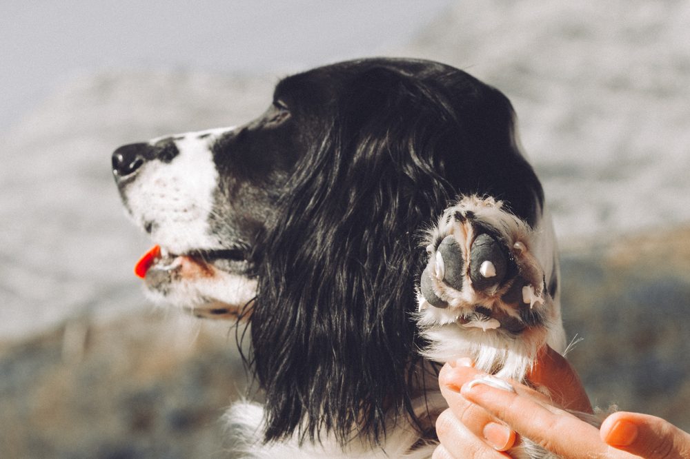 photo of DIY CBD Salve to Soothe Winter Dry Noses and Paws image