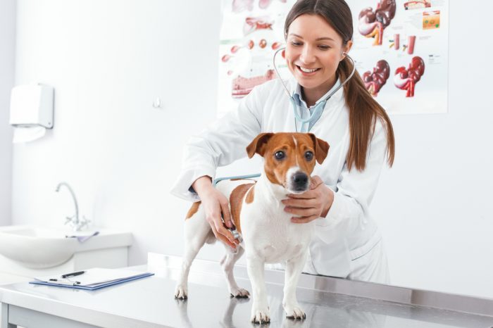 Research Says CBDa Better for Canine Aches and Pains than CBD