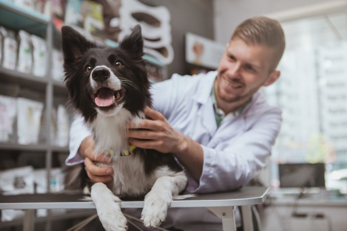 Could CBD Help Dogs Struggling With Seizures?
