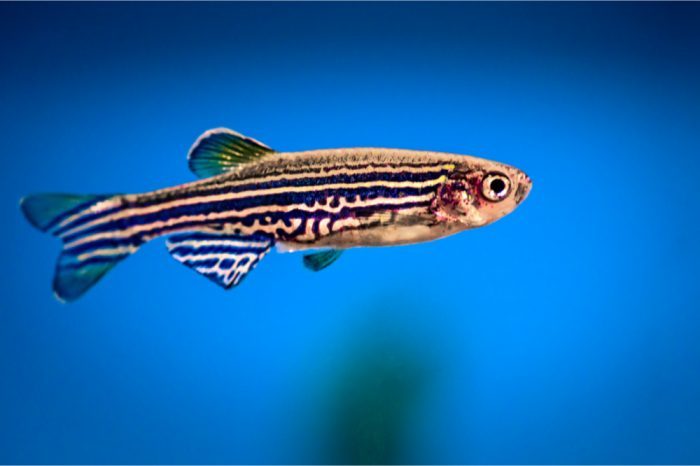 Zebrafish are the Next Frontier for Cannabis Research