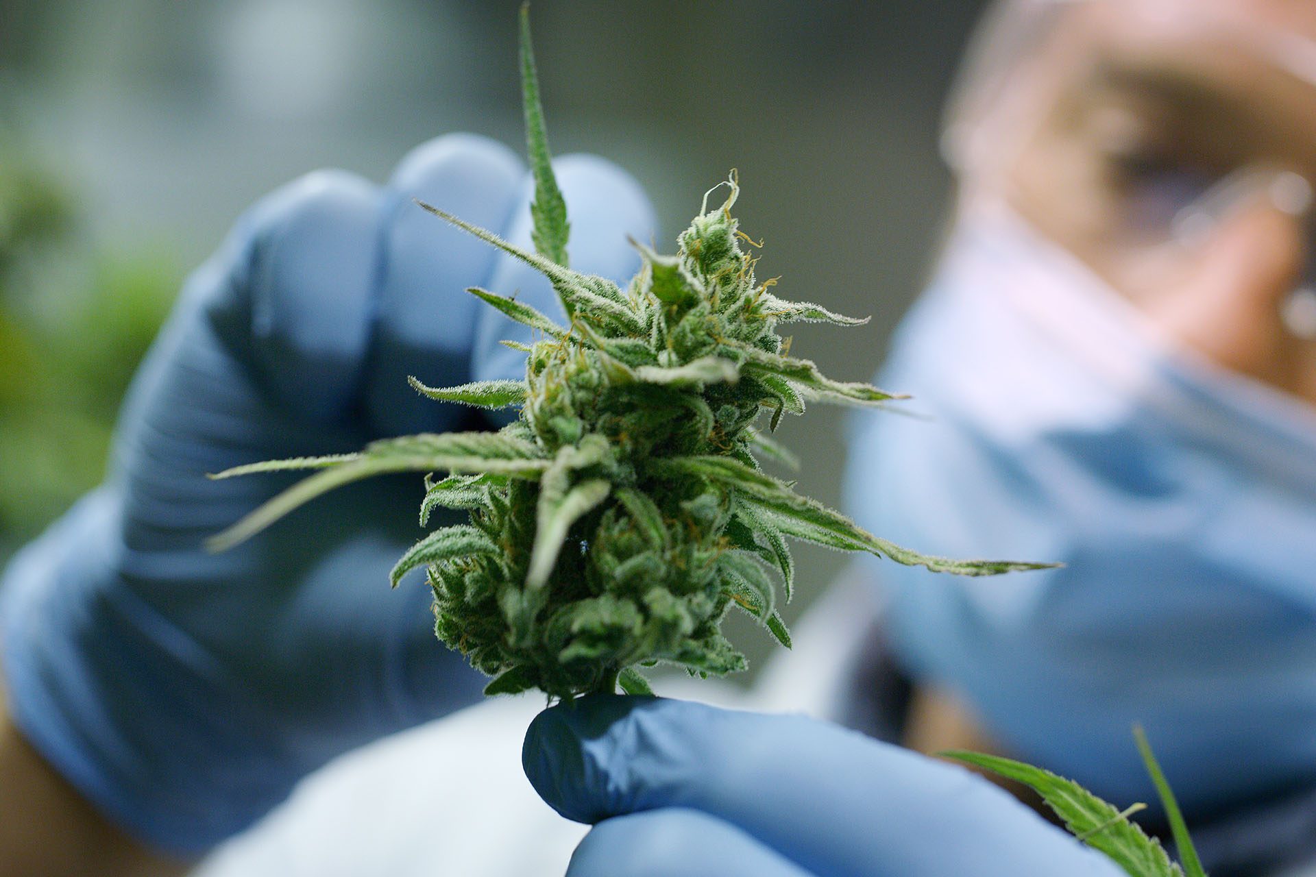 researcher examining cannabis bud ready for harvest