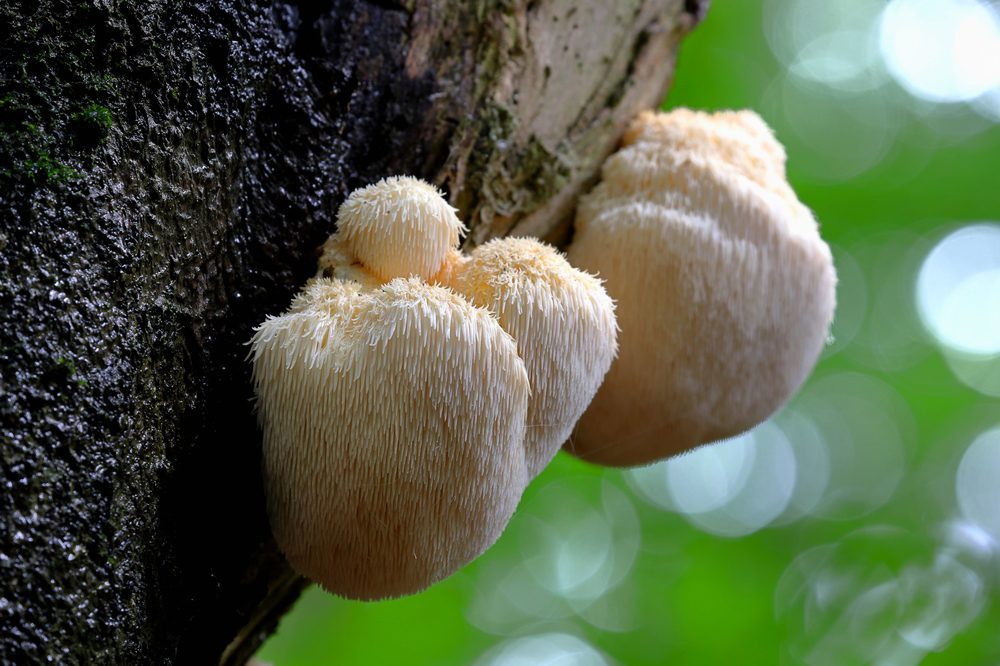 Mushrooms for healing showing lions mane on the side of a tree