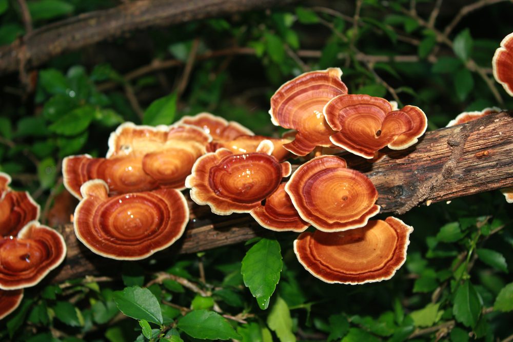 mushrooms for healing showing reishi growing on a piece of rotting log in forest