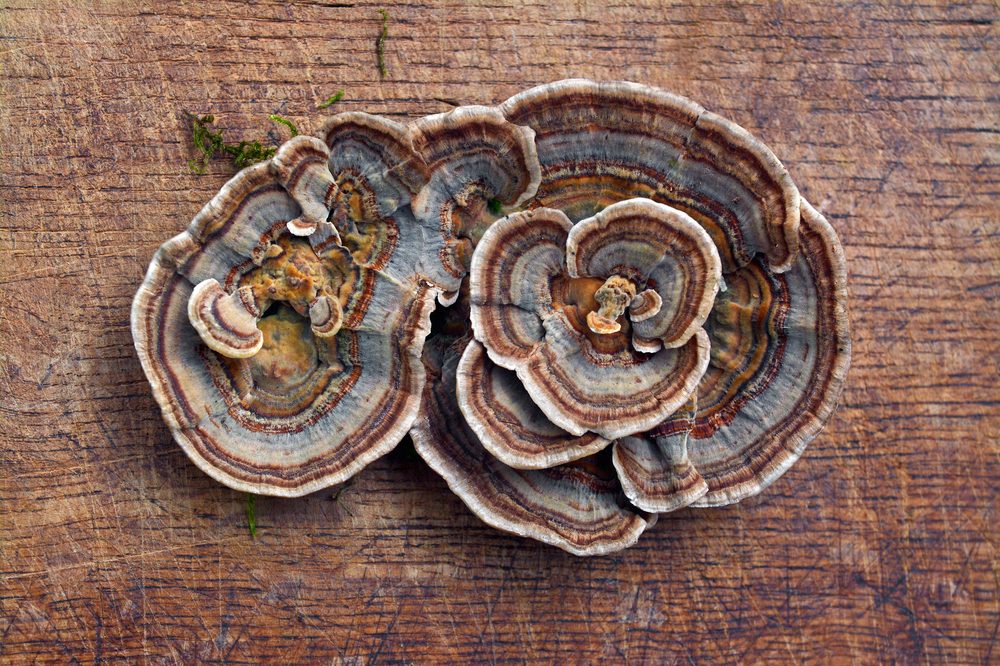 mushrooms for healing represented by striped turkey tail picked and sitting on wood table