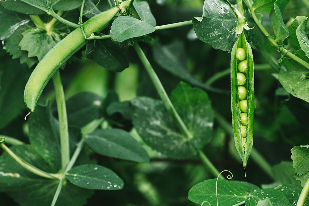 permaculture garden with legumes growing featuring close up of pea pods