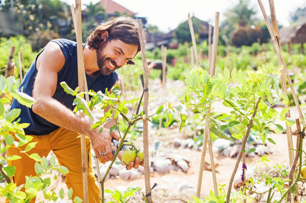 photo of Grow Cannabis in a Permaculture Garden for the Best Buds image