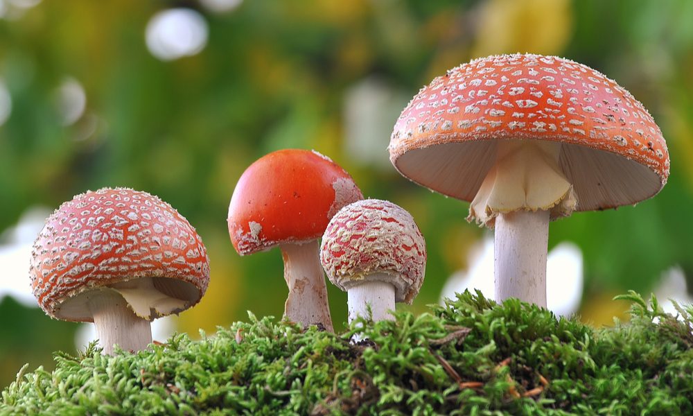 legal psychedelics represented by toadstool mushrooms growing in the forest
