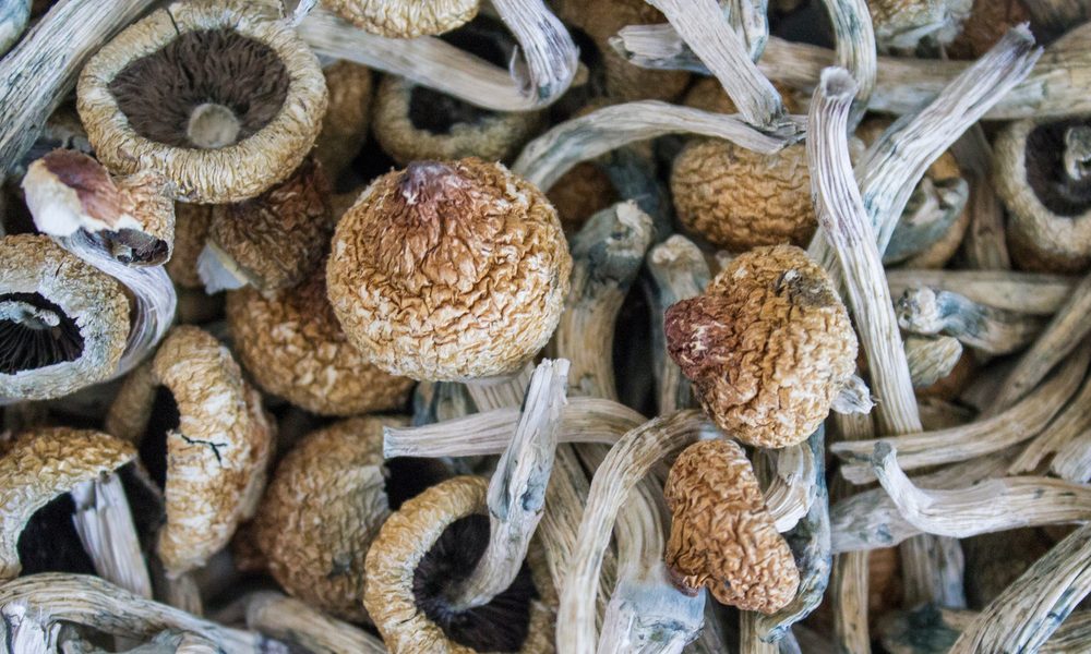 legal psychedelics represented by dried magic mushrooms