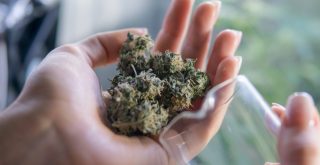 female hand holding handful of cannabis bud representing how to fix wet weed